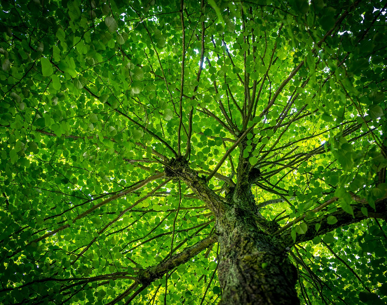 descubre cómo las penalizaciones por co2 están cambiando el panorama medioambiental y económico. infórmate sobre las normativas, su impacto en las industrias y cómo adaptarse a un futuro más sostenible.
