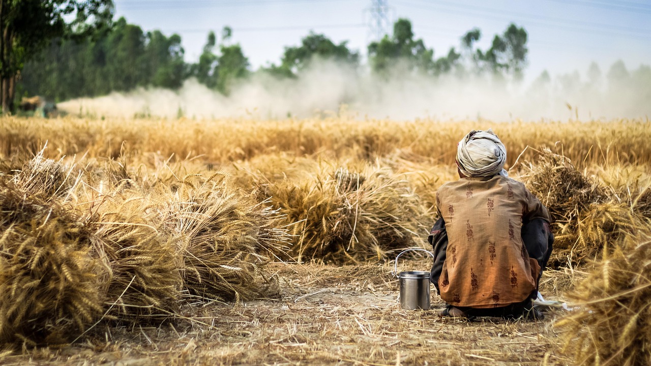 descubre el fascinante mundo de los agricultores, sus técnicas, desafíos y la importancia de la agricultura sostenible en la producción de alimentos. una mirada profunda a la vida en el campo y el impacto que tienen los agricultores en nuestra sociedad.