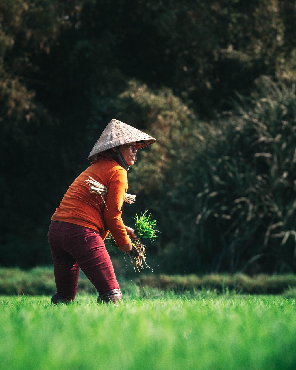 descubre el mundo agrícola con nuestra guía completa para agricultores. aprende sobre técnicas de cultivo, consejos de siembra y cómo maximizar tus cosechas para obtener los mejores resultados.