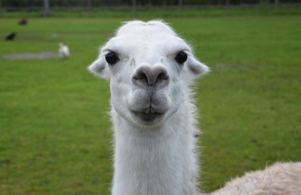 descubre la biografía, carrera y logros de manolo lama, uno de los periodistas deportivos más reconocidos de españa. conoce sus programas, premios y trayectoria en el mundo del deporte.